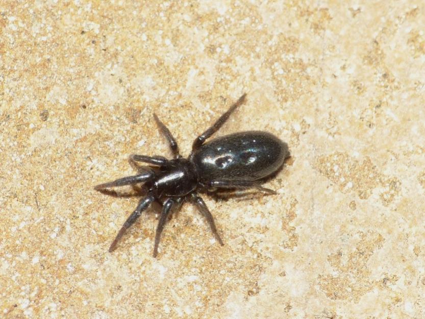 Gnaphosidae cf. Zelotes sp. - Tolfa (RM)